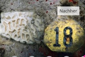 «Die Korallen geben einfach auf»